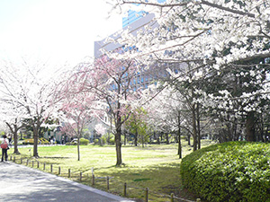 隅田川近くの桜