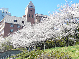 隅田川近くの桜