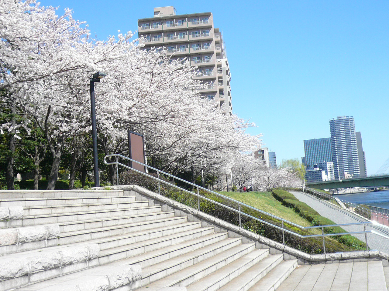 隅田川近くの桜